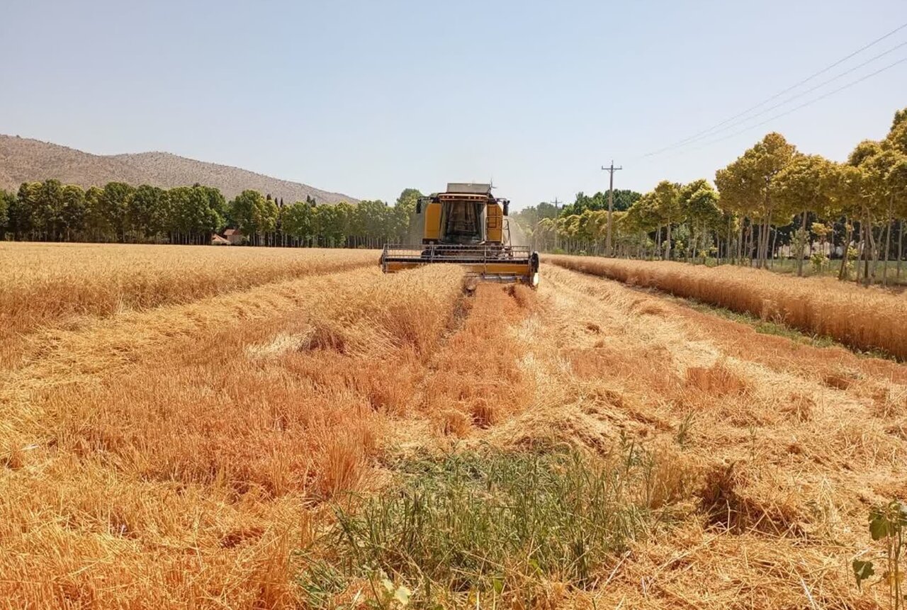 مزرعه گندم